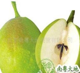 圣诞水果市场洞察 品类推荐与批发价格指南