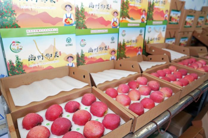 陕西彬州&ldquo;聚力发展苹果产业,全面助推电商品牌&rdquo;撑起群众致富蓝天